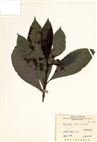 藏品(九節木(牛屎烏、青龍吐霧))的圖片